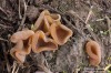 řasnatka vosková (Houby), Peziza vesiculosa (Fungi)